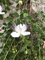 Capparis
