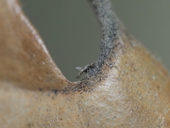 Andricus highlandensis