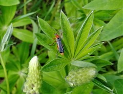 Cantharis pellucida