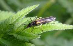 Oedemera pthysica