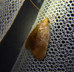 Noctuoidea