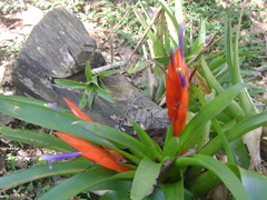 Tillandsia multicaulis