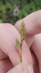 Carex siccata