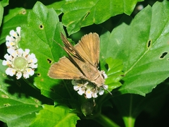 Hesperiinae