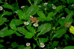 Hesperiinae