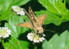 Hesperiinae