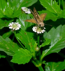 Hesperiinae