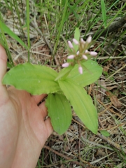 Galearis camtschatica
