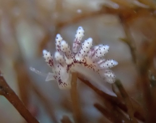Crowned Seaslug