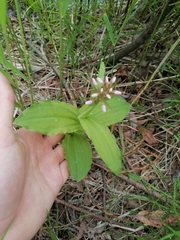 Galearis camtschatica
