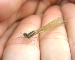 Ischnura elegans