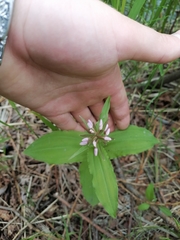 Galearis camtschatica