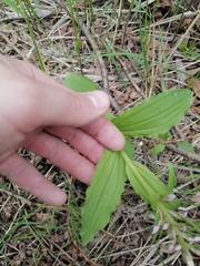 Galearis camtschatica