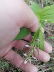 Galearis camtschatica