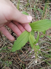 Galearis camtschatica