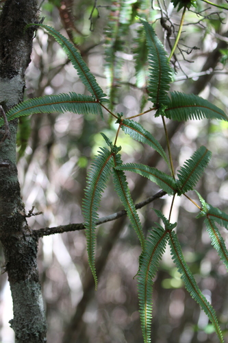 Dicranopteris linearis image