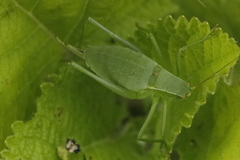 Isophya camptoxypha