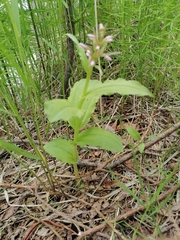 Galearis camtschatica