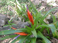Tillandsia multicaulis