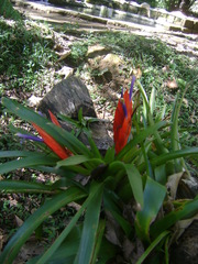 Tillandsia multicaulis