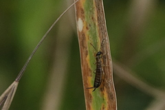 Apterygida albipennis