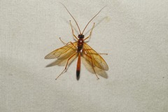 Opheltes glaucopterus