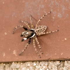 Menemerus semilimbatus