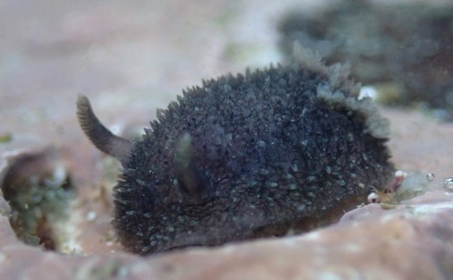 Hairy Spiny Dorid