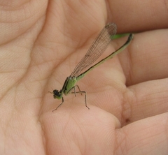 Ischnura elegans