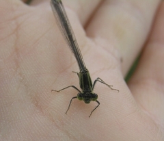 Ischnura elegans