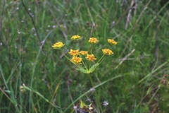 Bupleurum ranunculoides