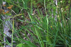 Bupleurum ranunculoides