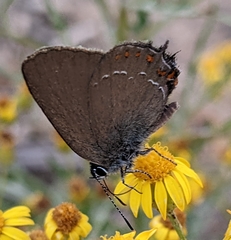 Satyrium esculi