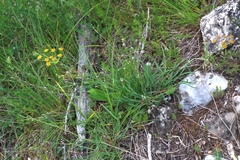 Bupleurum ranunculoides