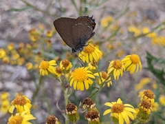 Satyrium esculi