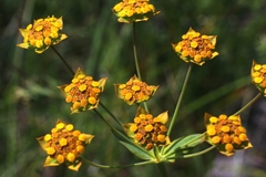 Bupleurum ranunculoides
