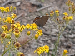 Satyrium esculi