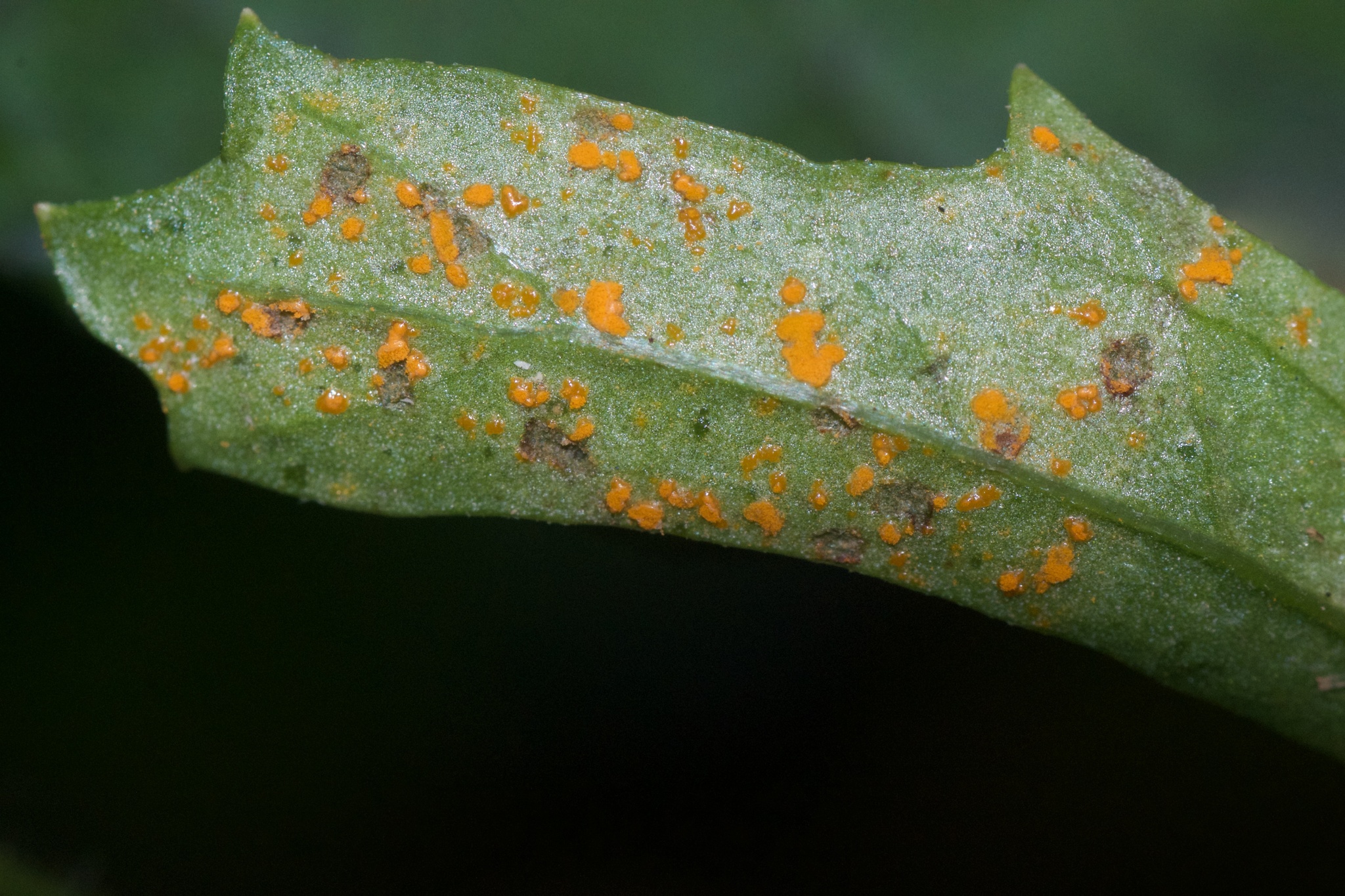 Coleosporium image