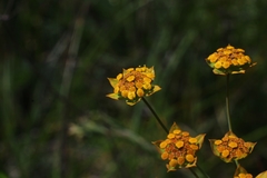 Bupleurum ranunculoides