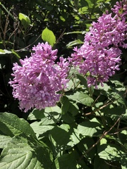 Syringa josikaea