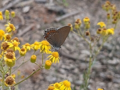 Satyrium esculi
