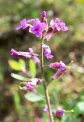 Boechera divaricarpa