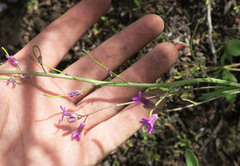 Boechera divaricarpa