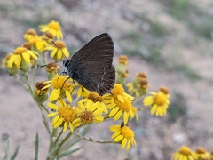 Satyrium esculi