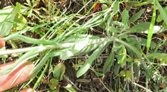 Boechera divaricarpa