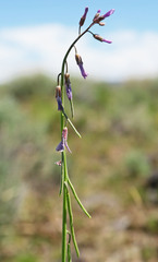 Boechera pendulocarpa