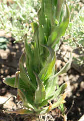 Boechera pendulocarpa