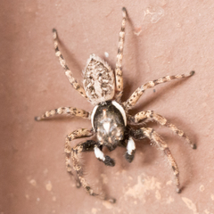 Menemerus semilimbatus