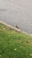 Tamiasciurus hudsonicus