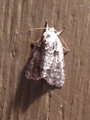 Acronicta increta